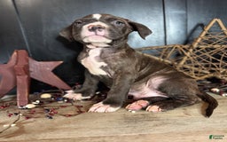 American Bully dogs for sale: Shadow - Image 11