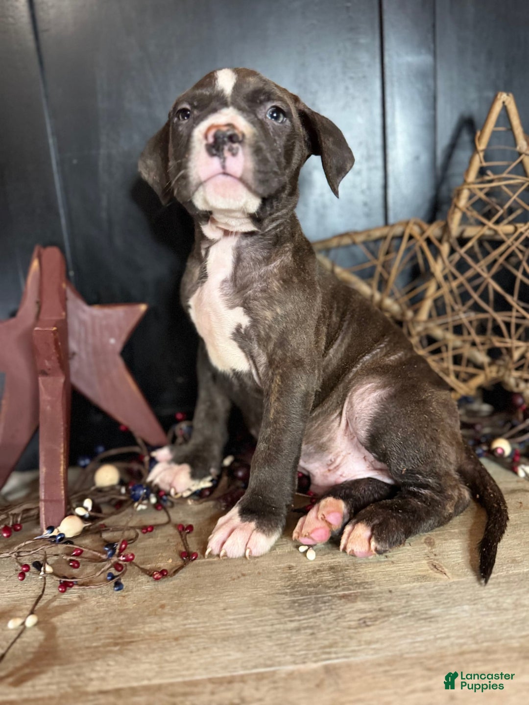American Bully dogs for sale: Shadow - Image 11