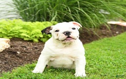 English Bulldog dogs for sale: Tessa - Image 8