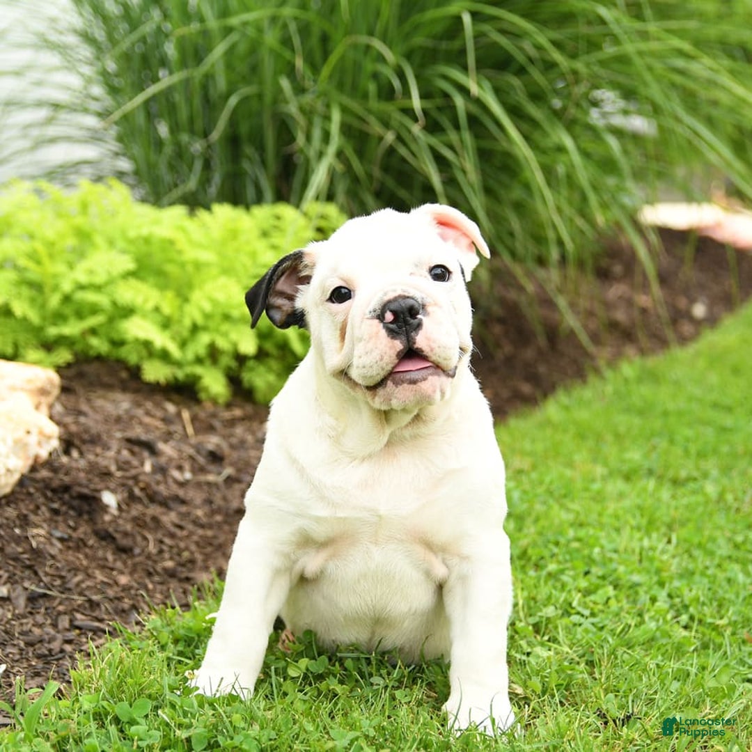 English Bulldog dogs for sale: Tessa - Image 8