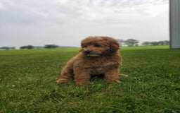 Mini Goldendoodle dogs for sale: Milo F1b - Image 32