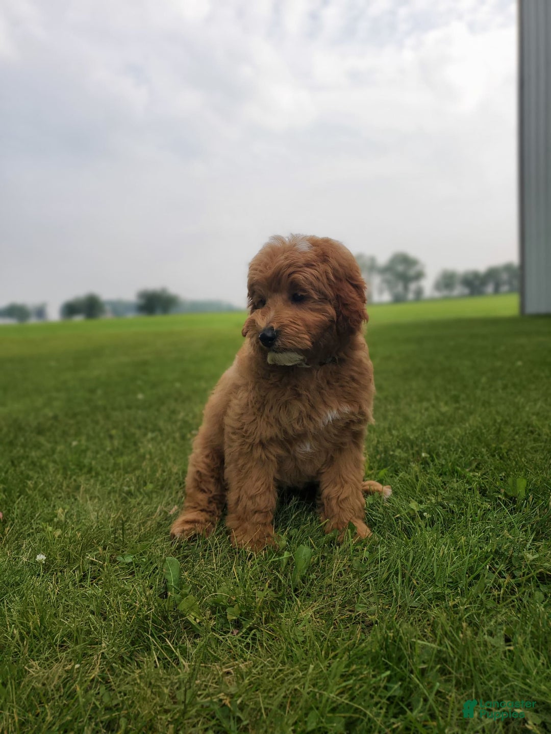 Mini Goldendoodle dogs for sale: Milo F1b - Image 32