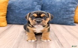 Beabull dogs for sale: Bolt - Image 5