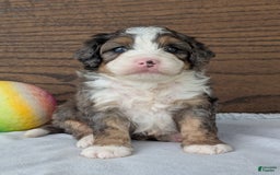 Mini Bernedoodle dogs for sale: Bluey - Image 4