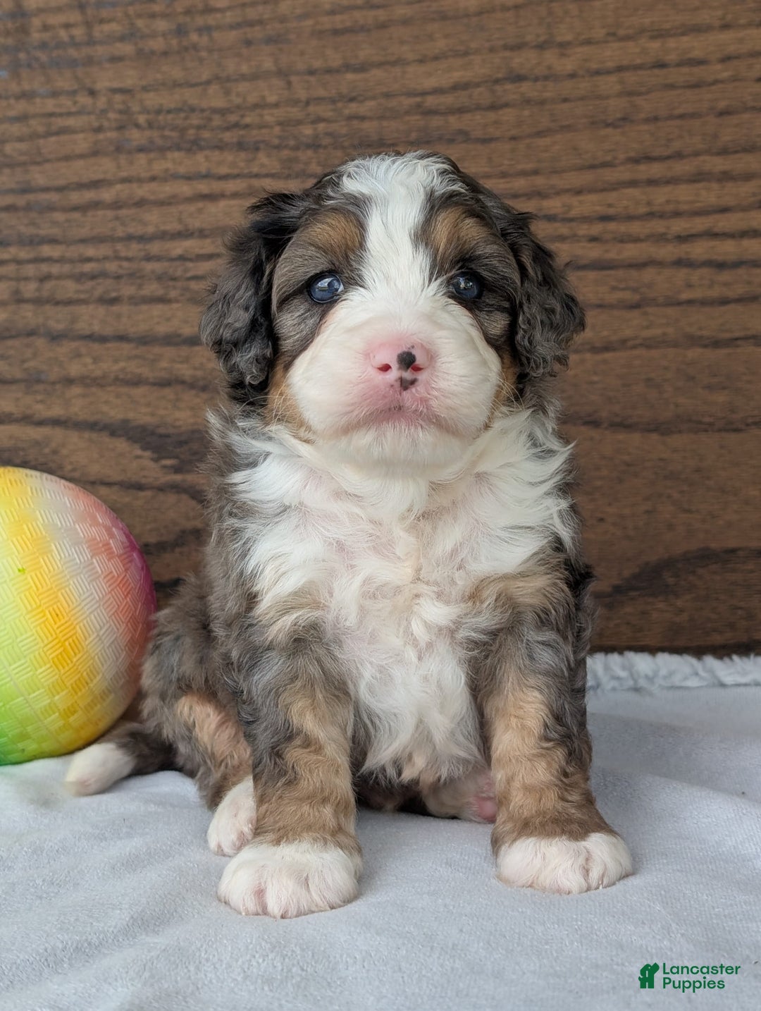 Mini Bernedoodle dogs for sale: Bluey - Image 4