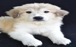 Great Pyrenees dogs for sale: Marla - Image 3