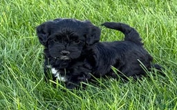 Cockapoo dogs for sale: Lola - Image 1