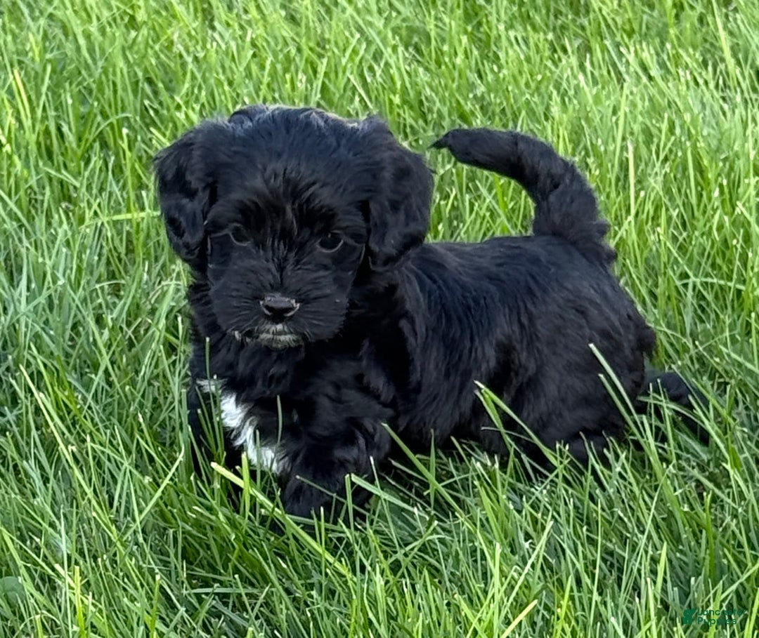 Cockapoo dogs for sale: Lola - Image 1