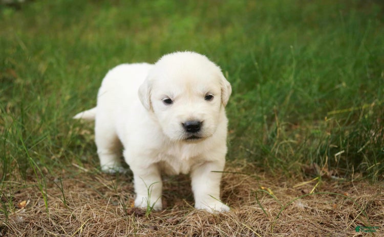 Golden Retriever dogs for sale - Ad 2
