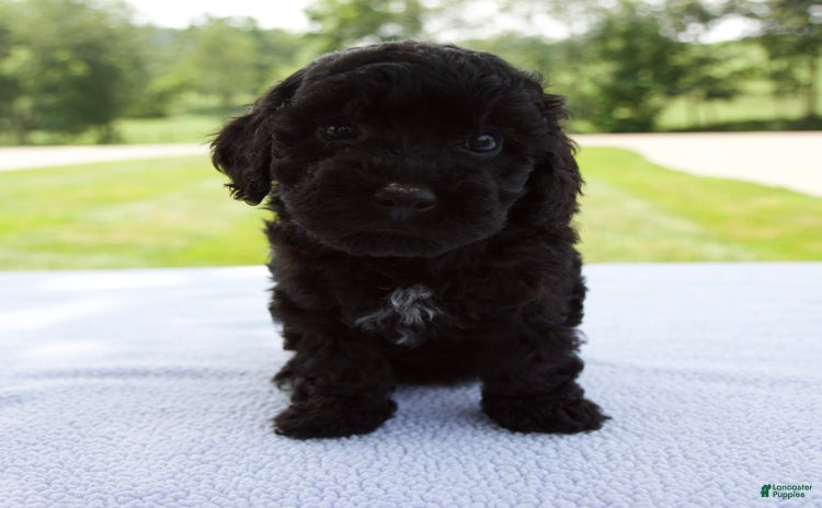 Miniature Poodle dogs for sale - Ad 3