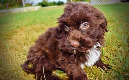 Havapoo dogs for sale: Havapoo 7 puppies - Image 8