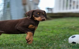 Doberman Pinscher dogs for sale: Dixie - Image 2