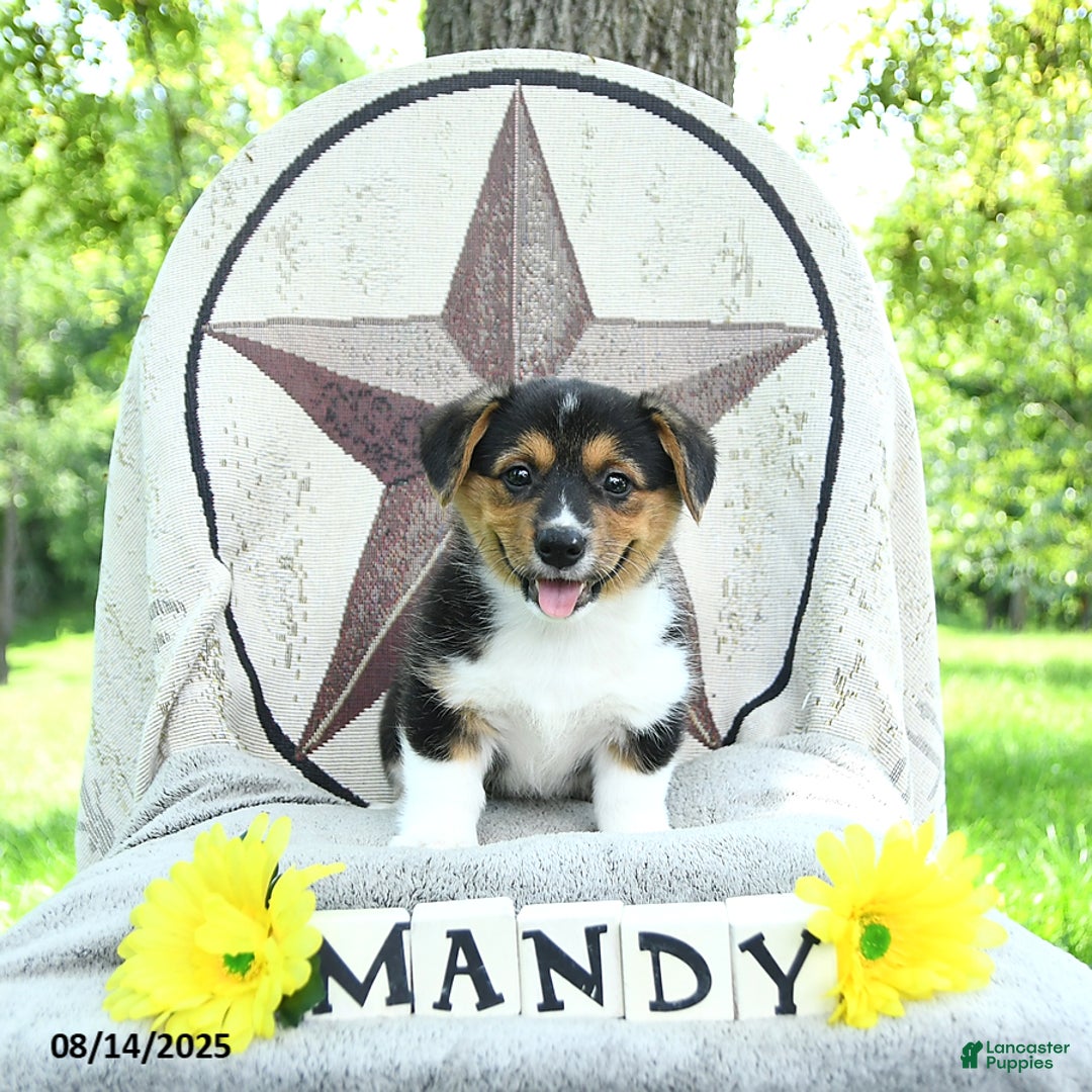 Welsh Corgi Pembroke dogs for sale: Welsh Corgi (Pembroke) 7 puppies - Image 1