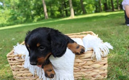 Miniature Dachshund dogs for sale: Miniature Dachshund 3 puppies - Image 4