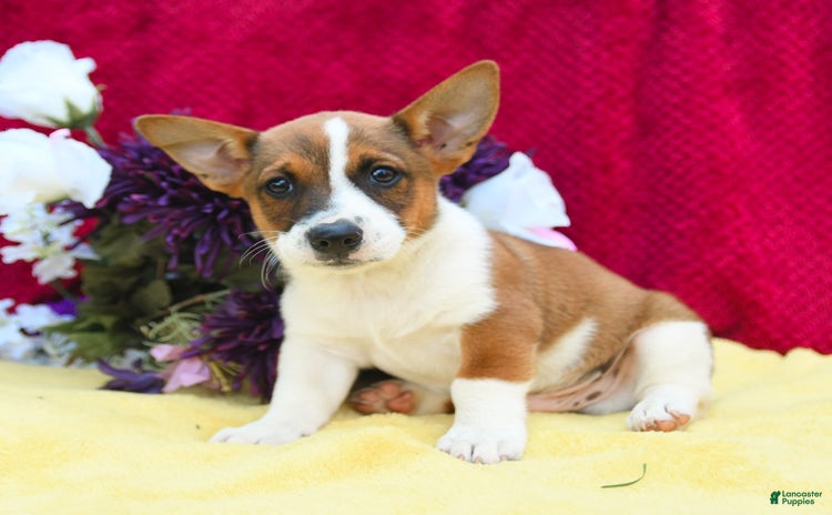 Welsh Corgi Pembroke dogs - Advert 7