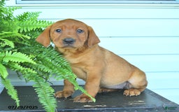 Labrador Retriever dogs for sale: Yara - Image 2