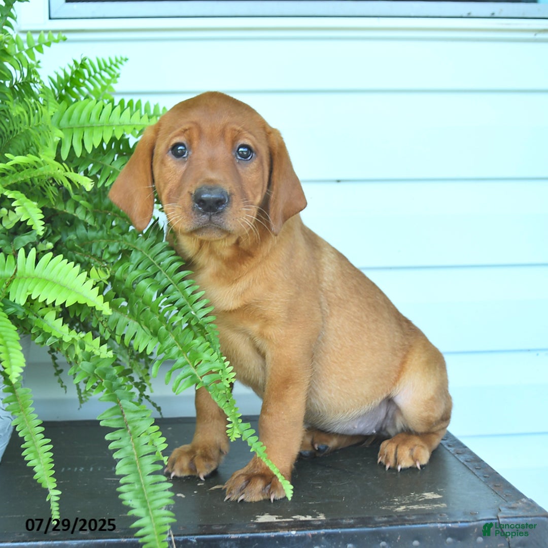 Labrador Retriever dogs for sale: Yara - Image 2