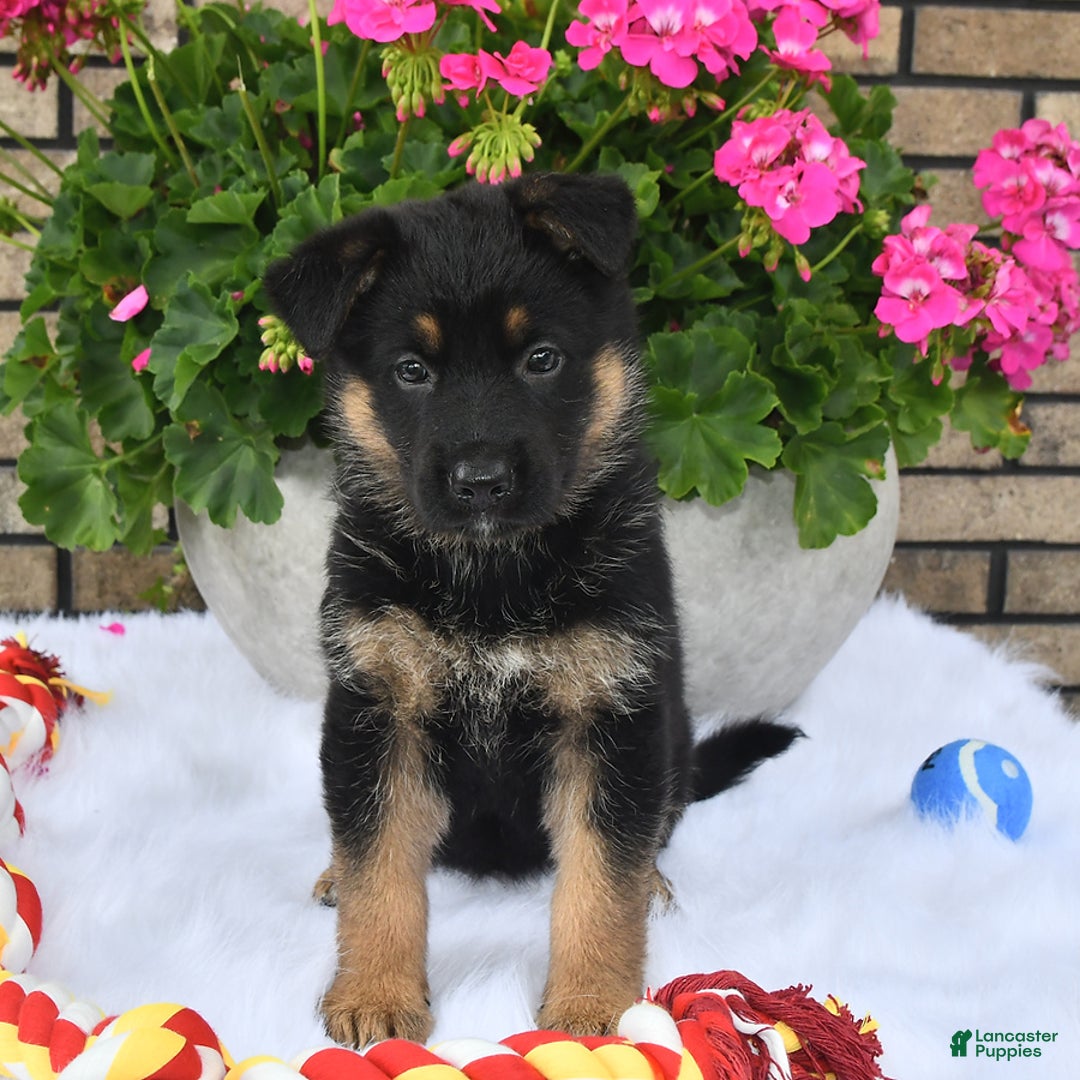 German Shepherd dogs for sale: Cinder - Image 4