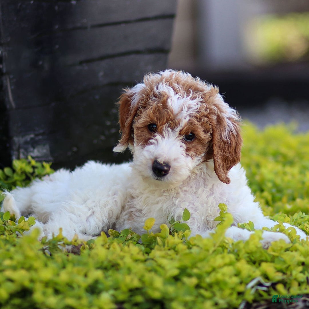 Standard Poodle dogs for sale: Reagan - Image 8