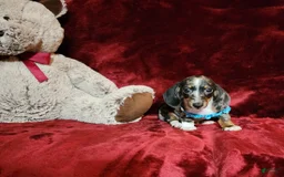 Miniature Dachshund dogs for sale: REMY - Image 8