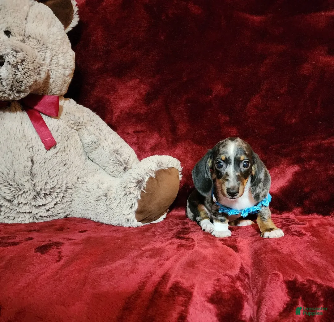 Miniature Dachshund dogs for sale: REMY - Image 8