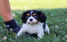 Cavalier King Charles Spaniel dogs for sale: Tucker - Image 7
