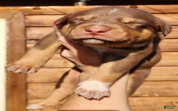 Catahoula Leopard Dog dogs for sale: Zealand - Image 4