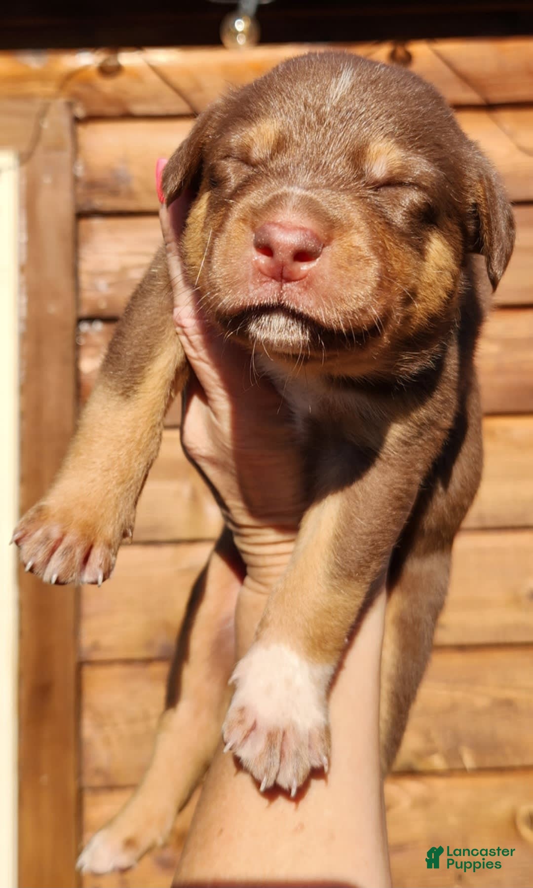 Catahoula Leopard Dog dogs for sale: Zealand - Image 4