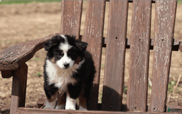 Miniature Australian Shepherd dogs for sale: Eisenhower - Image 3