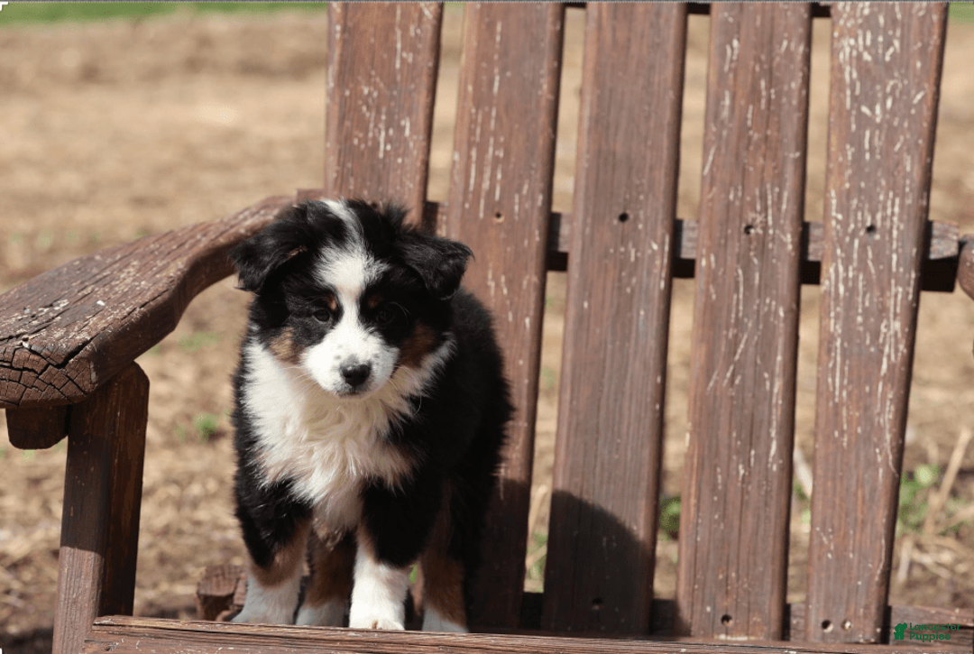 Miniature Australian Shepherd dogs for sale: Eisenhower - Image 3