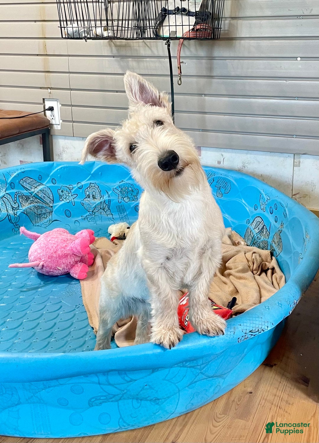 Scottish Terrier dogs for sale: Ollie - Image 10
