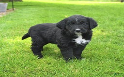 Australian Shepherd dogs for sale: Brandy - Image 1