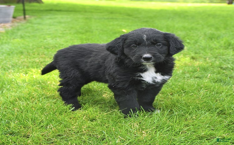Australian Shepherd dogs for sale - Ad 1