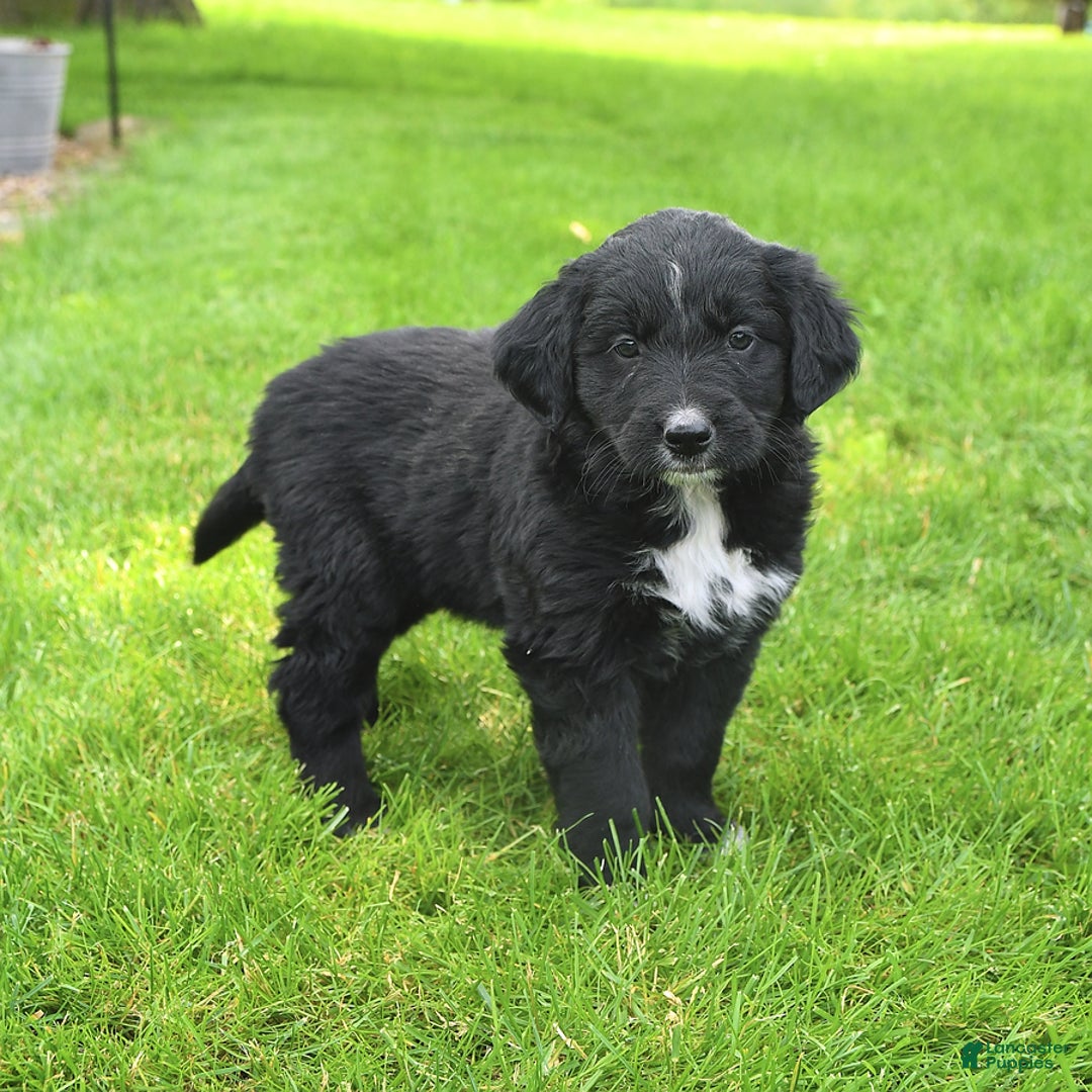 Australian Shepherd dogs for sale: Brandy - Image 1