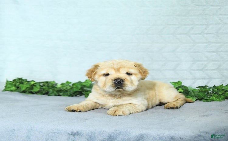 Mini Hippo dogs for sale - Ad 1