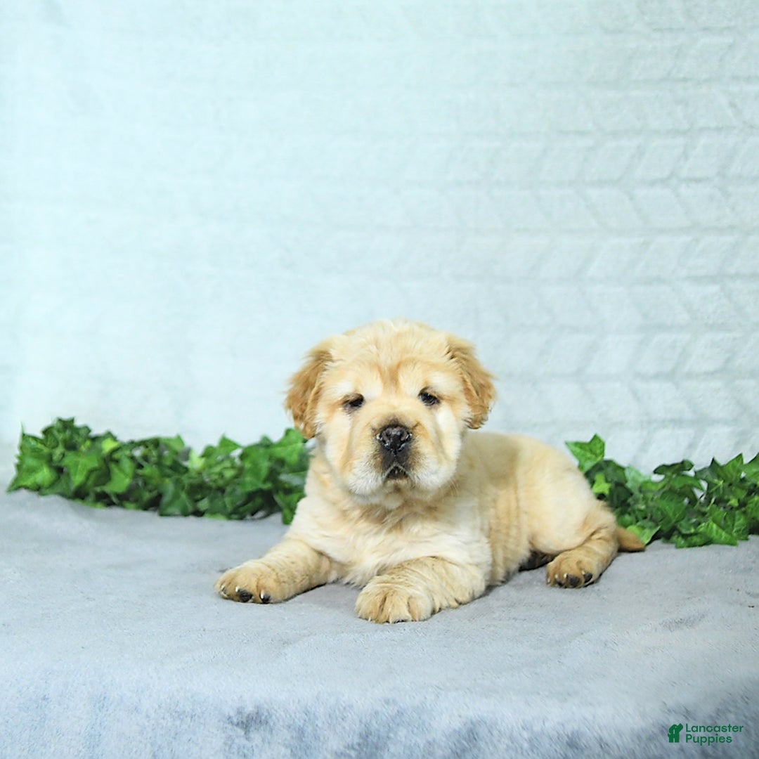Mini Hippo dogs for sale: Brinley - Image 1