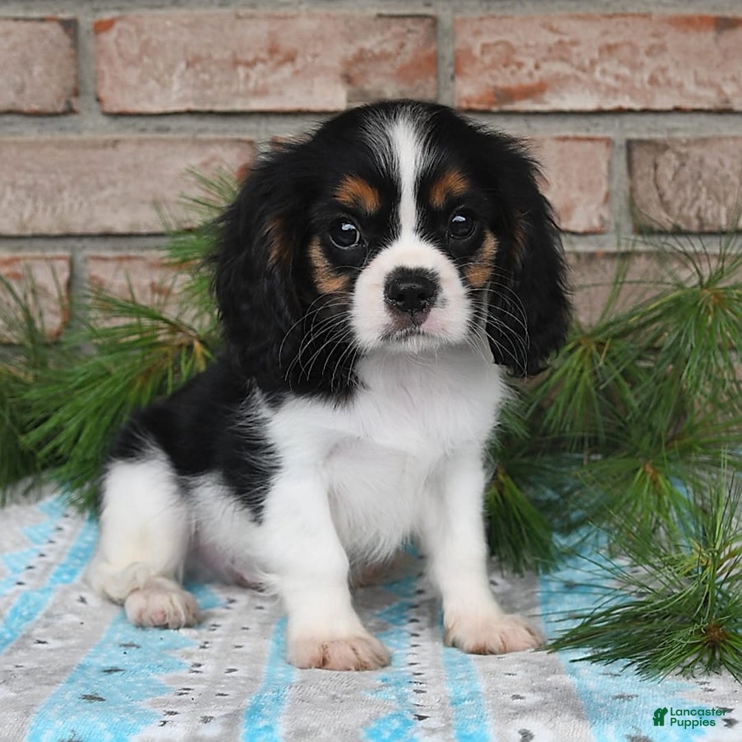 Cavalier King Charles Spaniel dogs for sale: Dasher - Image 4