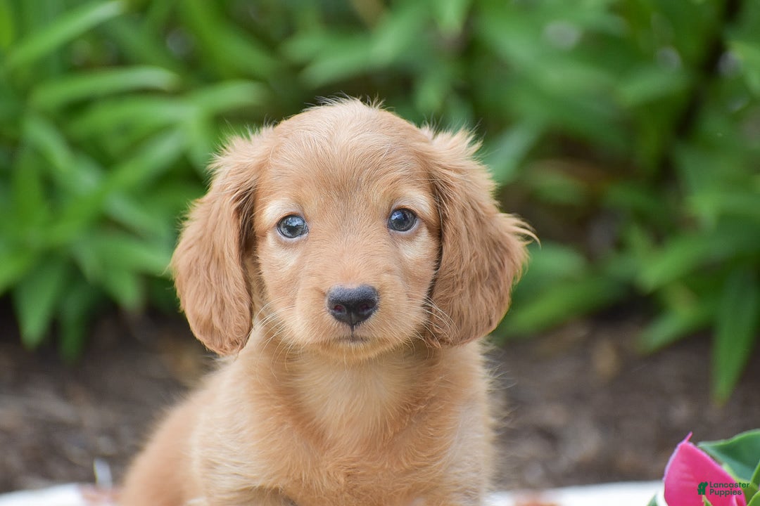 Miniature Dachshund dogs for sale: Teddy - Image 1