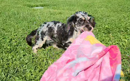 Cavapoo dogs for sale: Brittany - Image 4