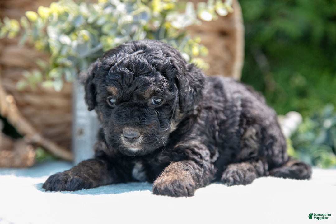 Mini Bernedoodle dogs for sale: Kiki - Image 2