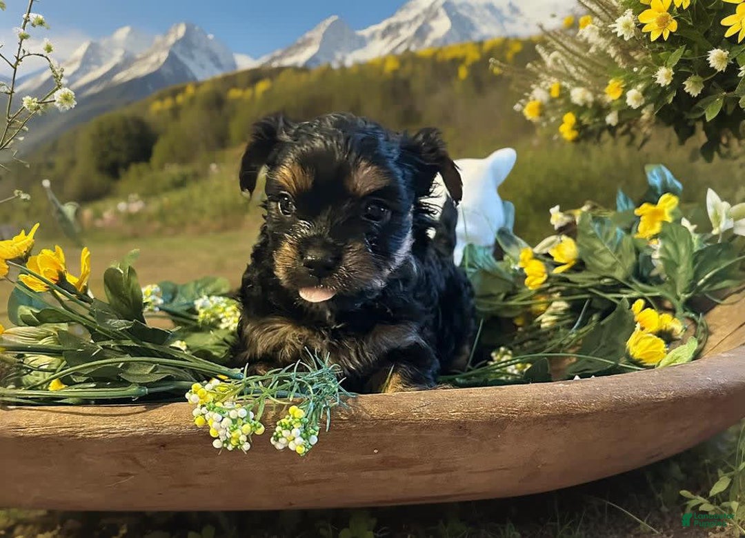 Shorkie dogs for sale: Arlo - Image 1