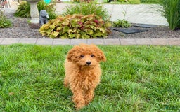 Maltipoo dogs for sale: Gary - Image 6