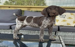German Shorthaired Pointer dogs for sale: Dottie - Image 2