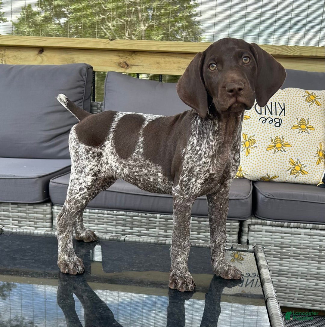 German Shorthaired Pointer dogs for sale: Dottie - Image 2