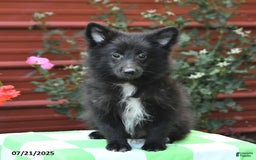 Shetland Sheepdog dogs for sale: Pepsi - Image 7