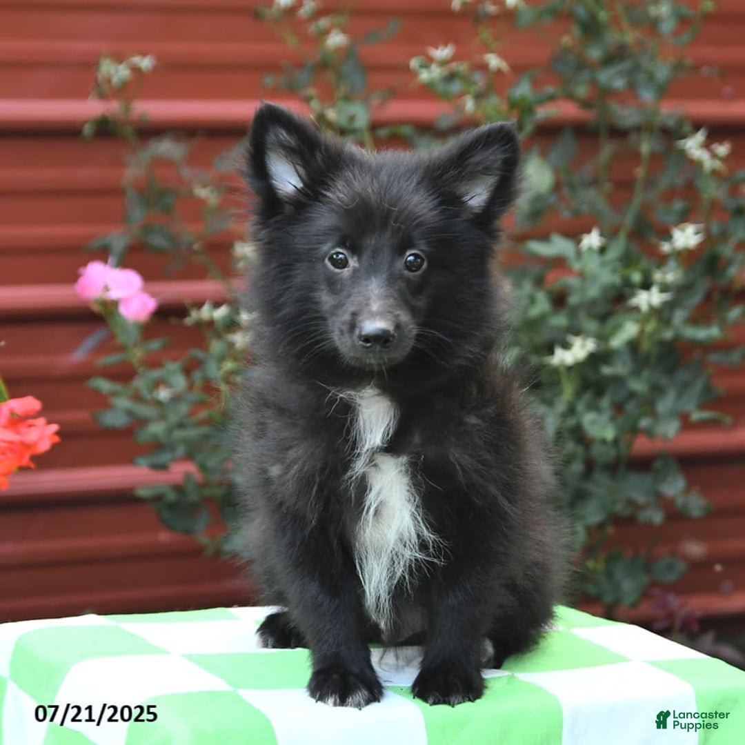 Shetland Sheepdog dogs for sale: Pepsi - Image 7