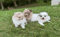 Pomeranian dogs for sale: Theodore - Image 5