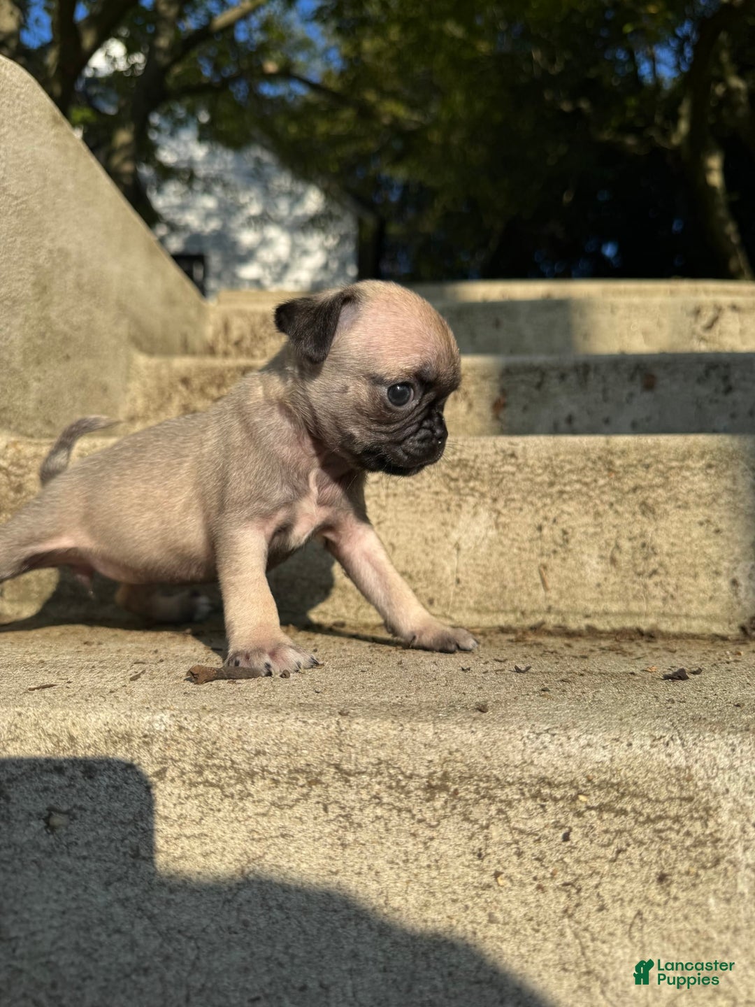 Pug dogs for sale: Zoey - Image 3