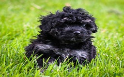 Miniature Poodle dogs for sale: Remi - Image 3