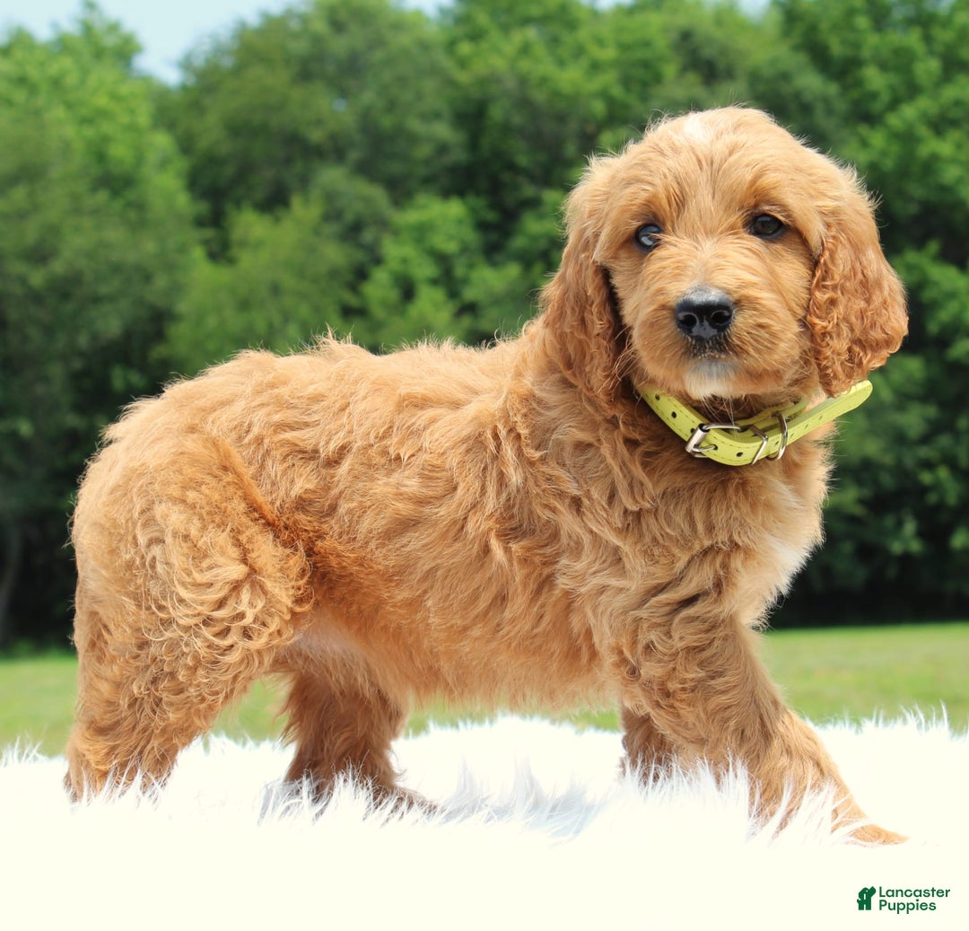 Irish Doodle dogs for sale: Vivi - Image 7